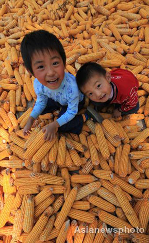 Autumn photos: A golden harvest in E China