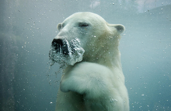 Polar bears at St-Felicien Wildlife Zoo