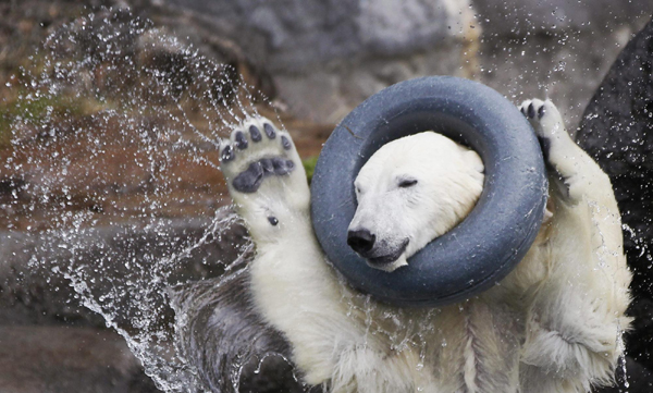 Polar bears at St-Felicien Wildlife Zoo