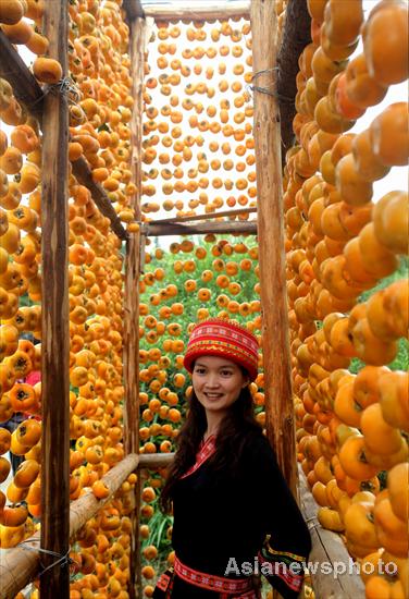 Harvest time for persimmons, South China