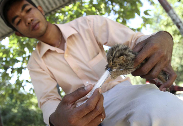 Leopard cat kittens saved from flood