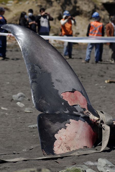 Whale found dead in Chile