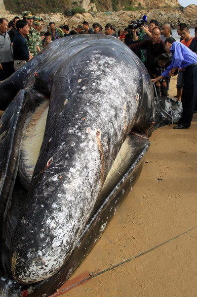 13.9-meter-long whale found dead in E China