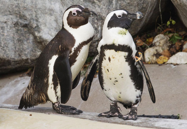 Gay penguins to be separated for preserving species