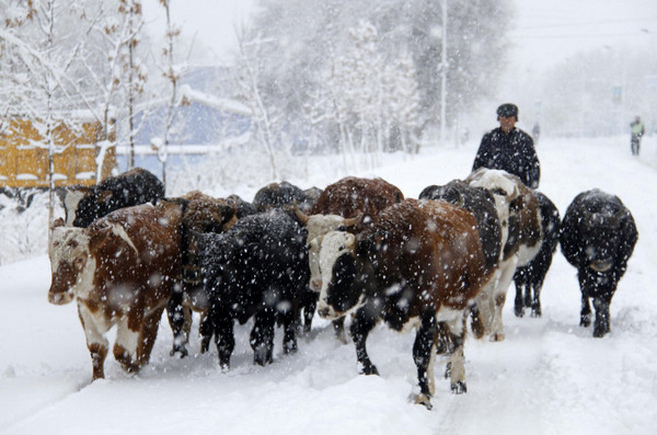 Heavy snow coats NW China's Altay