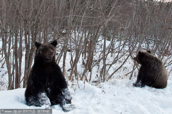 Brown bears take to highway for food