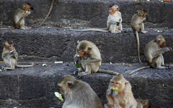 Monkey Buffet Festival in Thailand