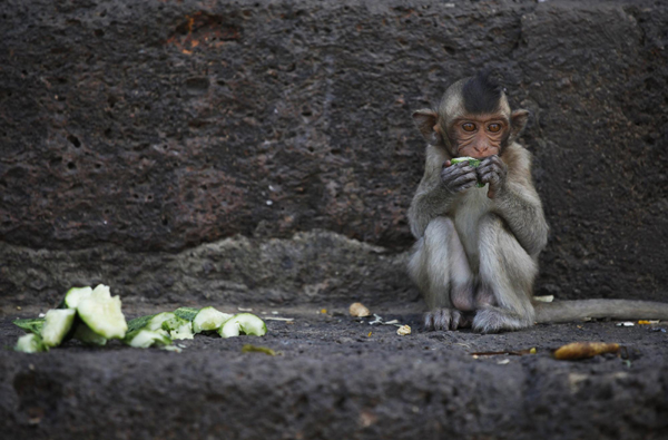 Monkey Buffet Festival in Thailand