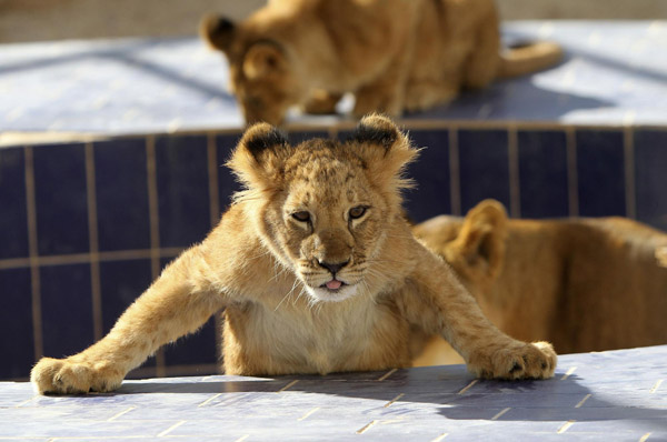 Beasts at a Jordanian zoo