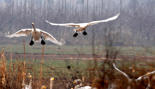 Swans from Siberia spend winter in C China