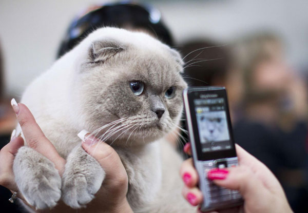 Cat exhibition held in Israel