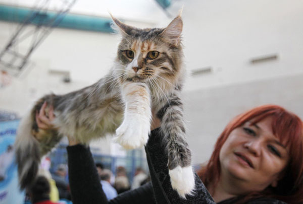 Cat exhibition held in Israel