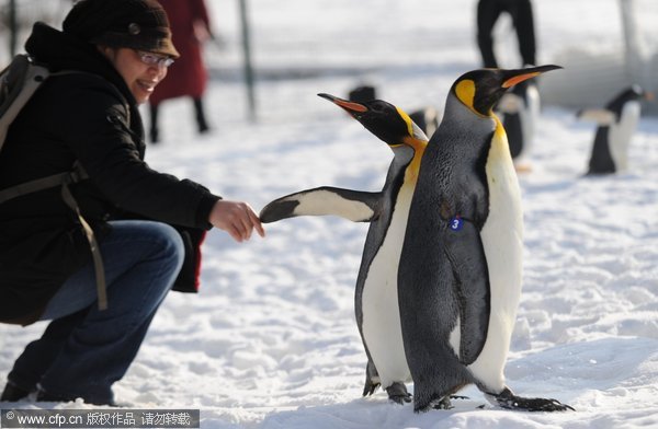 Emperor penguins spend New Year in Beijing