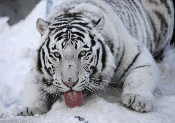 Lions and tigers at Russian zoo