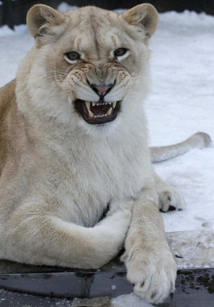 Lions and tigers at Russian zoo