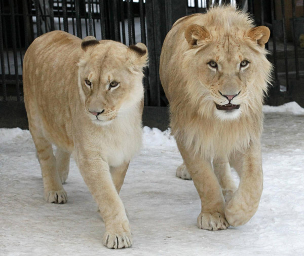 Lions and tigers at Russian zoo