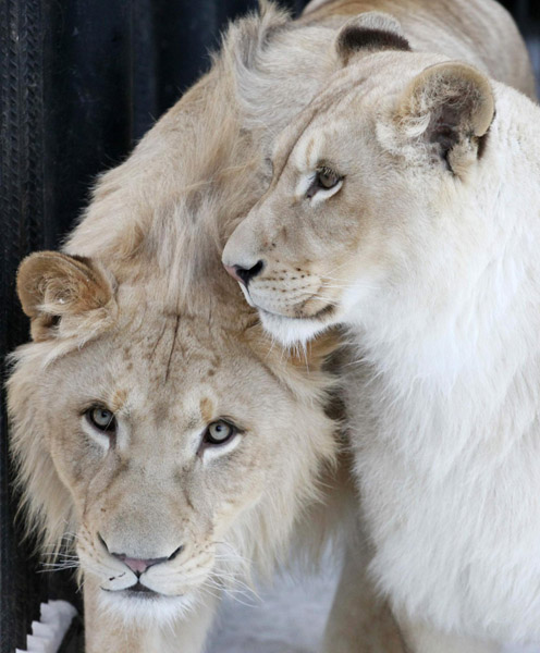 Lions and tigers at Russian zoo