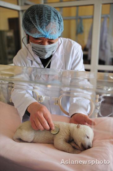 Newborn polar bear cub meets visitors