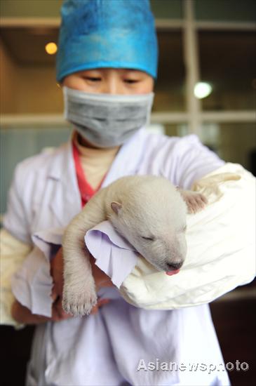 Newborn polar bear cub meets visitors