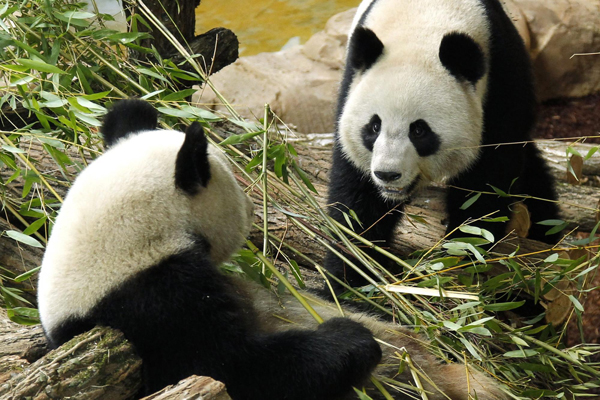 Chinese giant pandas in France