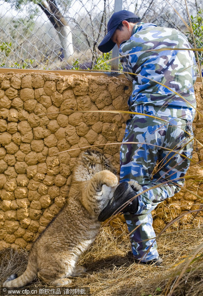 Rare baby liger in E China