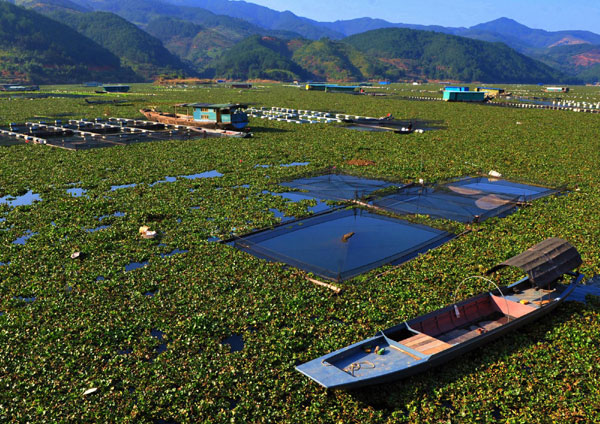 Invasive water plants clogging E China river