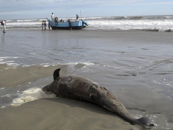 Over 260 dolphins found dead in N Peru