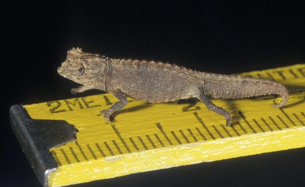 Smallest chameleon found in Madagascar