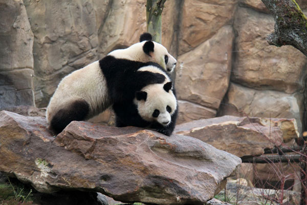 Chinese pandas begin new lives in France