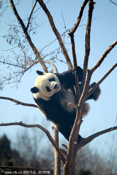 Pandas don't grow on trees