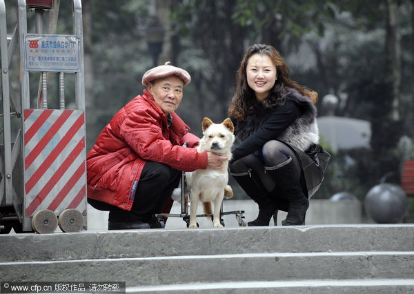 Accident leaves dog in wheelchair