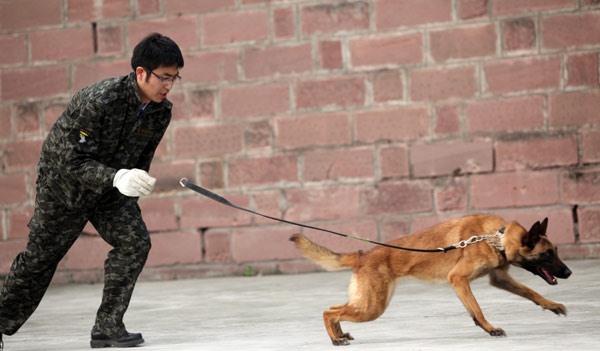 Police dogs show skills in competition