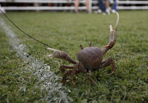 Buccoo Goat and Crab Race Festival