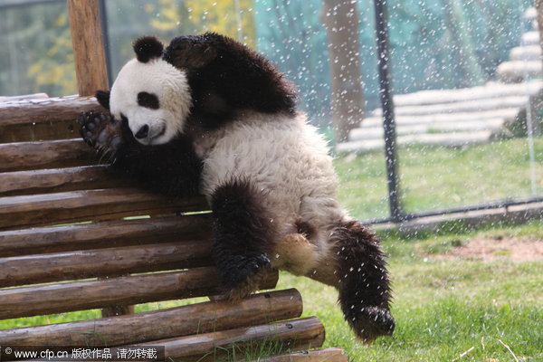 Pandas know it's 'cool' to be cool