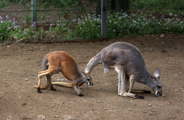 Newborns to make debut at Beijing Zoo