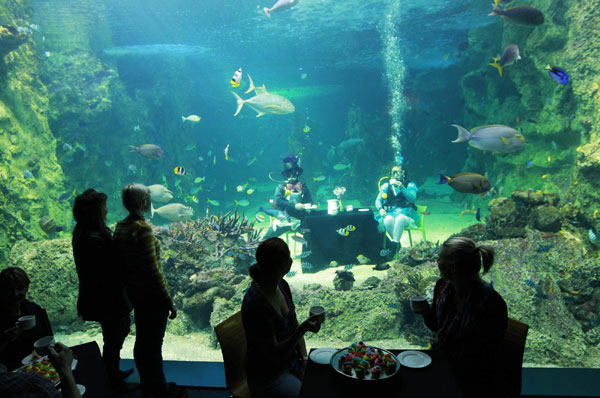 Divers enjoy 'underwater tea' in Sydney