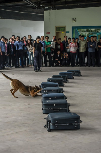 Chongqing shows off its police dogs