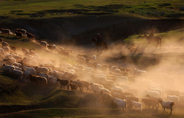 Xinjiang cattle moves to pastures new