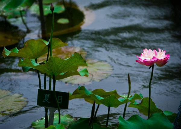 Lotus blooms the beauty of Hangzhou