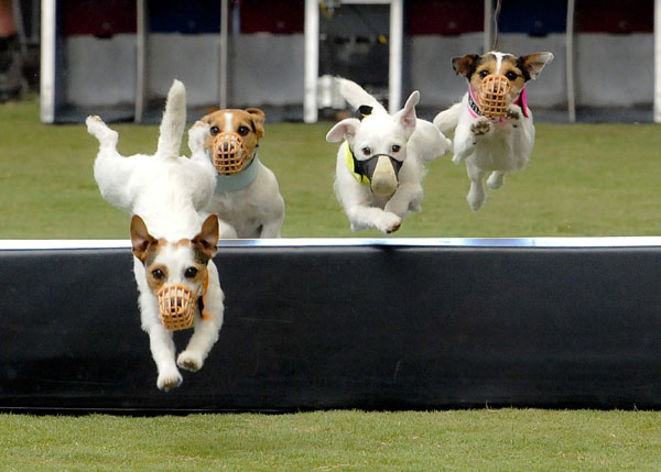 Dogs show talent in competition