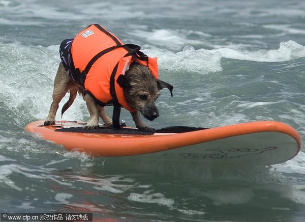 Surfing dogs compete on the waves