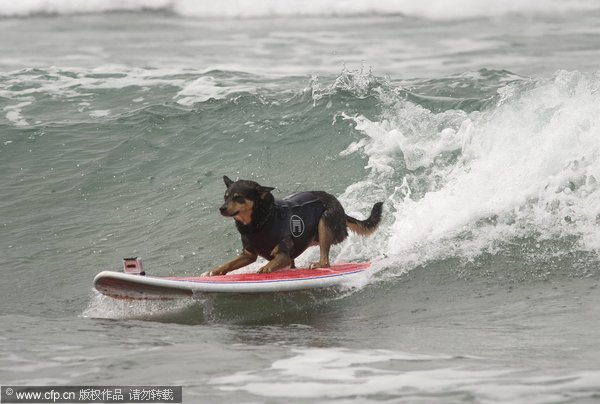 Surfing dogs compete on the waves