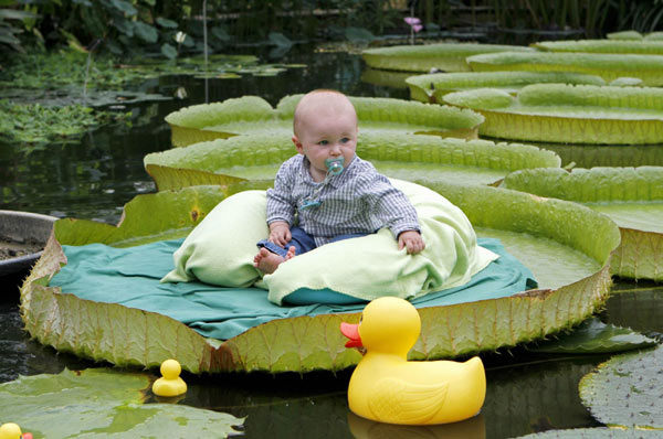 Photo shoot for babies on waterlily leaf