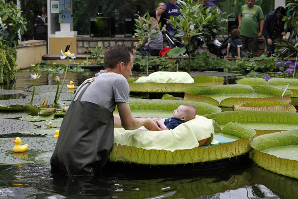 Photo shoot for babies on waterlily leaf