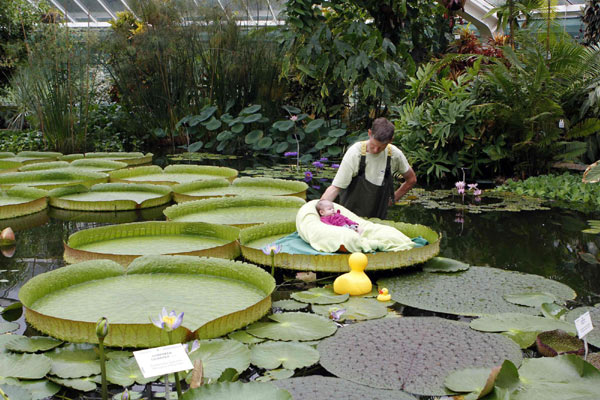 Photo shoot for babies on waterlily leaf