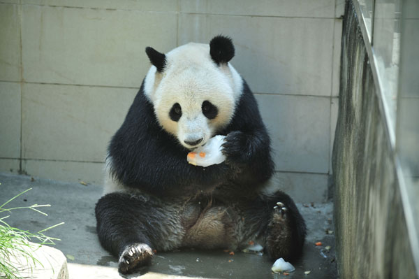 Pandas keep cool in summer heat