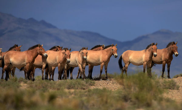 Endangered horses introduced to Mongolia