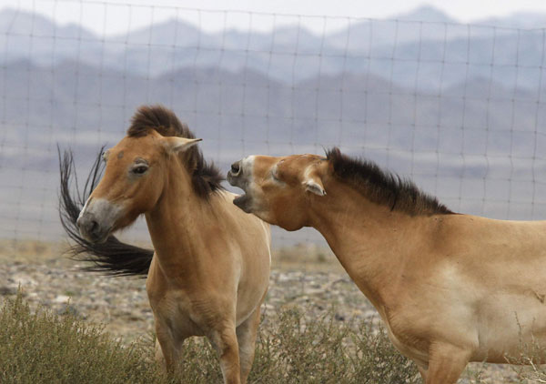 Endangered horses introduced to Mongolia