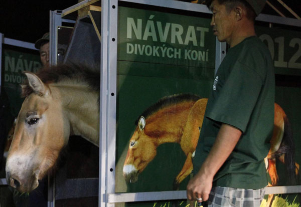 Endangered horses introduced to Mongolia