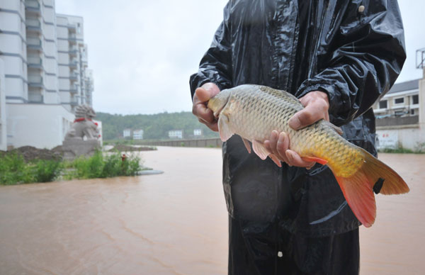 Typhoon brings fish to streets